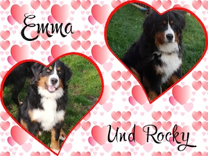 Bernersennenwelpen (Rüden) suchen ein neues Zuhause Bild 6