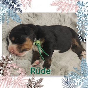 Bernersennenwelpen suchen ein neues Zuhause