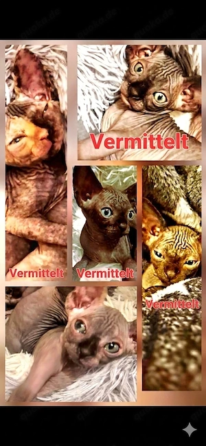 Sphynx Baby Prinzessin Mini 