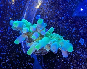 Korallen Acropora elegans green Meerwasser Salzwasser 