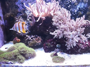 Meerwasseraquarium Komplett mit Technik 