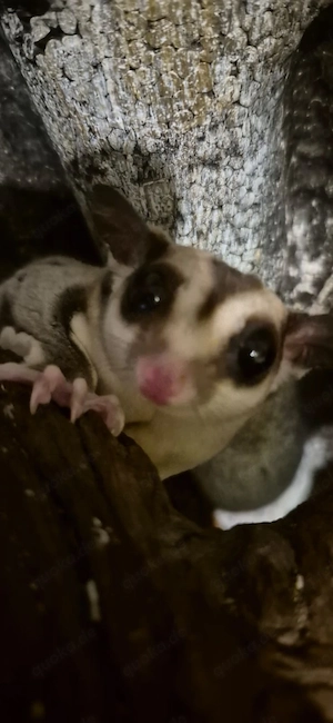 Sugar Glider- Kurzkopfglider