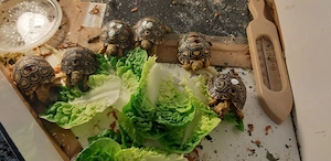 Pantherschildkröten 2-5 Jahre