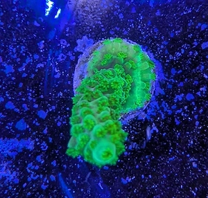 Korallen Acropora Enzmann Meerwasser Salzwasser 