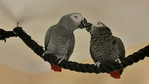 Exklusives Paar Kongo-Graupapageien (geb. 2013)   Nur in allerbeste Hände 