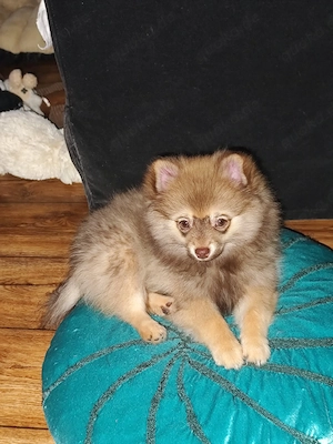 welpe pomchi Langhaar 8.11.25 geboren 