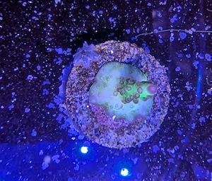 Korallen Acropora Sp. Magic