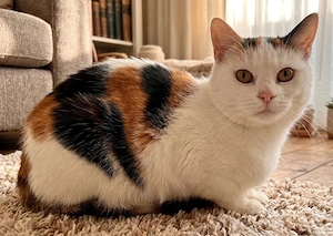 Lucy   sehr verschmuste Katze sucht ruhiges Zuhause (Einzelkatze)