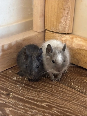 Degu Babys (männlich) abzugeben 