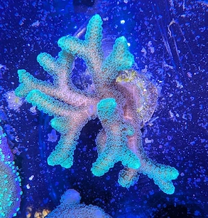 Korallen Seriatopora Bird of Paradies Meerwasser Salzwasser 