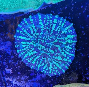 Korallen Chalice Meteor Spike Meerwasser Salzwasser 