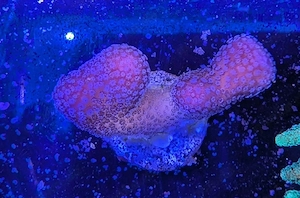 Korallen Stylophora Rosa Meerwasser Salzwasser 