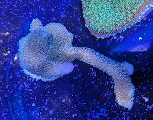 Korallen Montipora Grün Silber Meerwasser Salzwasser 