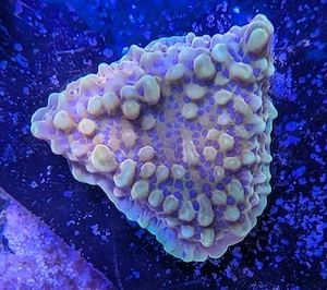 Korallen Montipora Crazy T Meerwasser Salzwasser 