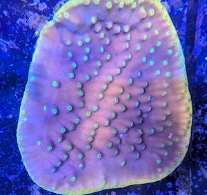 Koralle Turbinaria Reniformis Meerwasser Salzwasser 