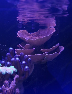 Montipora Crafted Meerwasser Ableger  Bild 2