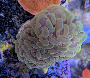 Koralle Euphyllia Golden Nugget 24k Meerwasser Salzwasser 