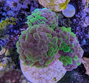 Korallen Euphyllia Bicolor Meerwasser Salzwasser 