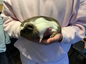 Zwei junge kastraten abzugeben. 