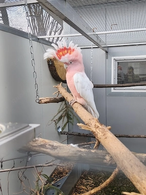 Inkakakadu Hahn 2013