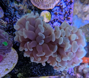 Korallen Euphyllia Mint Meerwasser Salzwasser 