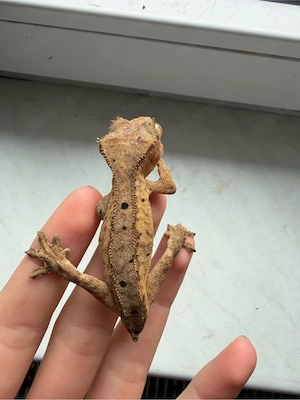 Verkaufe Kronengecko Jungtier 