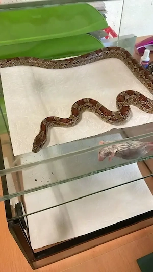 4 Kornnattern (3 ca 120cm und eine ca 100 cm) 