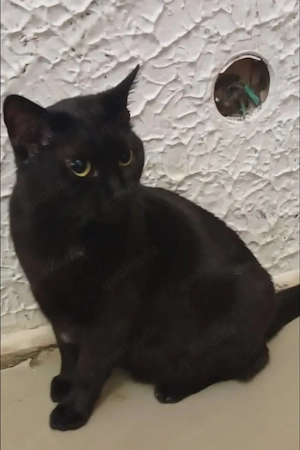 Teea Freundliches Lackfellchen sucht ihre gechillte Familie 