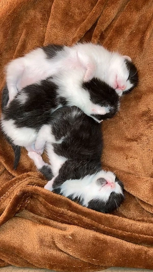 2 Kitten zu verkaufen in Schwanz weis (Katern)