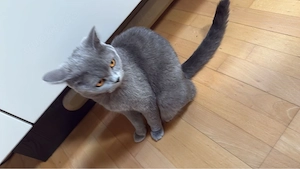 BKH Kitten Reinrassige