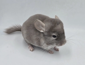 Chinchilla Männchen Braun Pearl zur Abgabe,  