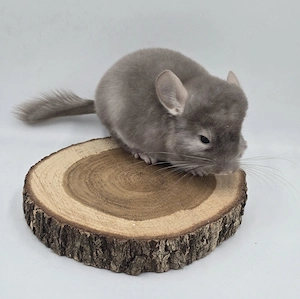 Chinchilla Männchen Braun Pearl bald zur Abgabe,