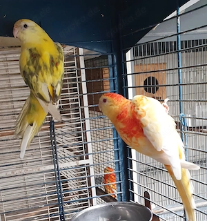 Ein Pärchen Singsittiche