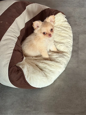 kleiner Chihuahuaprinz sucht Schloss Bild 2