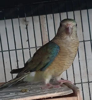 Singsittich Weibchen, 40 Euro