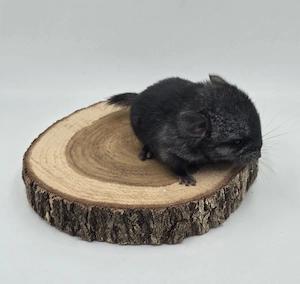Chinchilla Männchen Ebony Mittel bald zur Abgabe,