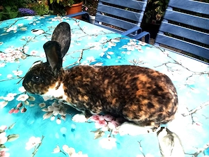 Zwergkaninchenpärchen dreifarbig