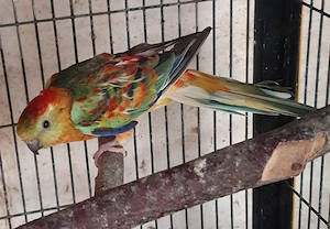 Singsittich Männchen, 40 Euro