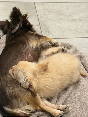 kleiner Chihuahuaprinz sucht Schloss Bild 3