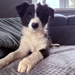 Border collie welpe
