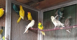 Junge Ziegensittiche, 40 bis 50 Euro, je nach Farbe