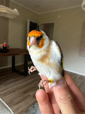 Stieglitz Weisskehle 1.0