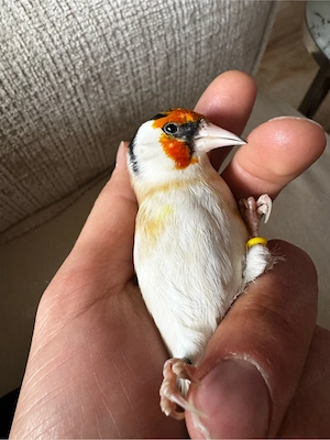 Stieglitz Major Weisskehle Hahn 1.0