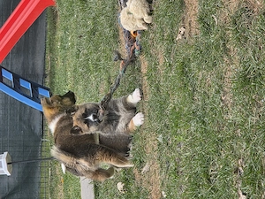 American akita welpen 