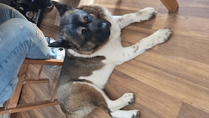 American akita welpen 