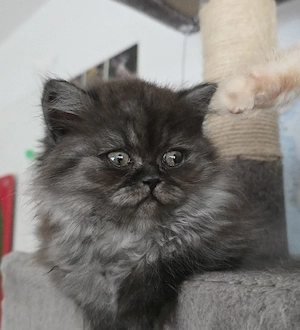 Reinrassige BKH-Kitten - Weibchen, black-shaded (optinal: geimpft, gechippt, Gesundheitszeugnis) 