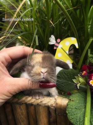 Superzahme Zwergwidder und Löwenköpfchen dürfen reserviert werden! Kaninchen Zwergkaninchen 