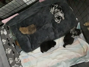 Hundewelpen zu verkaufen