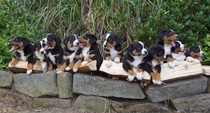 Appenzeller Sennenhund Welpen reinrassig 