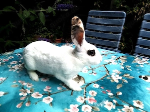 Rex Häsin zu verkaufen 